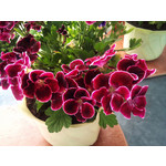 Imágenes de los usuarios Sony Ericsson Xperia X10