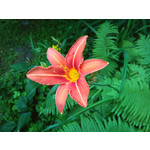 Imágenes de los usuarios Sony Ericsson Xperia X10