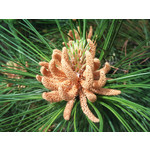 Imágenes de los usuarios Sony Ericsson Xperia X10