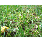 Imágenes de los usuarios Sony Ericsson Xperia X10