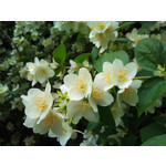 Imágenes de los usuarios Sony Ericsson Xperia X10