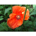 Imágenes de los usuarios Sony Ericsson Xperia X10