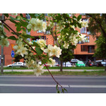 Imágenes de los usuarios Sony Ericsson Xperia X10