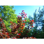 Imágenes de los usuarios Sony Ericsson Xperia X10