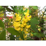 Imágenes de los usuarios Sony Ericsson Xperia X10