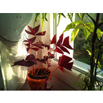 Imágenes de los usuarios Sony Ericsson Xperia X10