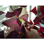 Imágenes de los usuarios Sony Ericsson Xperia X10