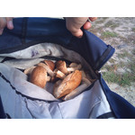 Imágenes de los usuarios Sony Ericsson Xperia X10