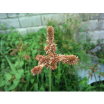 Imágenes de los usuarios Sony Ericsson Xperia X10