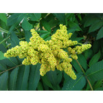 Imágenes de los usuarios Sony Ericsson Xperia X10