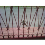 Imágenes de los usuarios Sony Ericsson Xperia X10