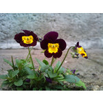 Imágenes de los usuarios Sony Ericsson Xperia X10