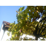 來自這款手機的圖片