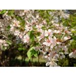 PICTURES FROM THIS PHONE