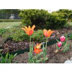 PICTURES FROM THIS PHONE