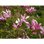 PICTURES FROM THIS PHONE