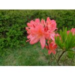 IMAGENS DESTE TELEFONE