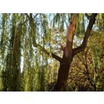 PHOTOS FAITES AVEC CE SMARTPHONE PHOTOS FAITES AVEC CE SMARTPHONE