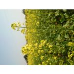 FOTO FATTE CON QUESTO TELEFONO