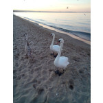 Selbst von Nutzern gemachte Bilder Sony Xperia C