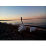 Selbst von Nutzern gemachte Bilder Sony Xperia C