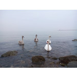 Selbst von Nutzern gemachte Bilder Sony Xperia C