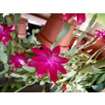 来自这款手机的图片