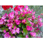 FOTO FATTE CON QUESTO TELEFONO