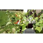 來自這款手機的圖片