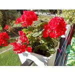 來自這款手機的圖片