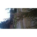 PICTURES FROM THIS PHONE