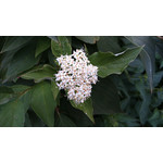 PICTURES FROM THIS PHONE