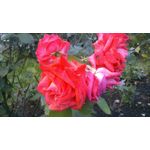 來自這款手機的圖片