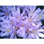 來自這款手機的圖片