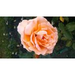 來自這款手機的圖片