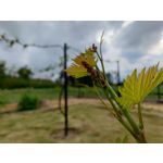 来自这款手机的图片