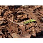 来自这款手机的图片