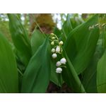 来自这款手机的图片