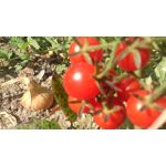 來自這款手機的圖片