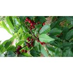 来自这款手机的图片