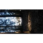 FOTOS AUS DIESEM HANDY