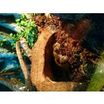 來自這款手機的圖片