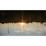 ФОТКИ СНЯТЫЕ ДАННЫМ МОБИЛЬНИКОМ