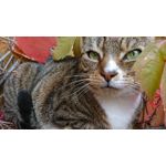 Foto's van de gebruikers Sony Xperia XZ