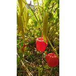 Foto's van de gebruikers Sony Xperia XZ