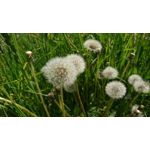 Foto's van de gebruikers Sony Xperia XZ