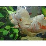 Foto's van de gebruikers Sony Xperia XZ