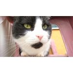 Foto's van de gebruikers Sony Xperia XZ