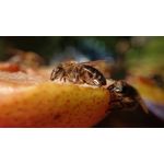 FOTOS AUS DIESEM HANDY