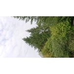 FOTO FATTE CON QUESTO TELEFONO